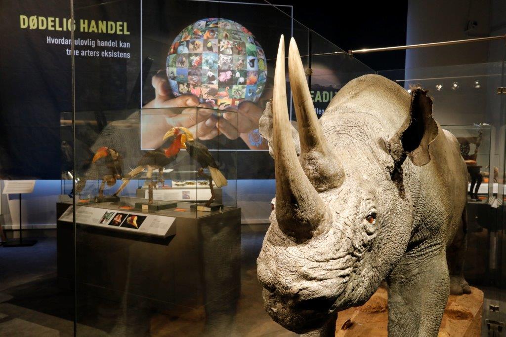 NTNU University Museum